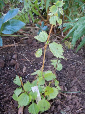 Boehmeria_tricuspis.JPG