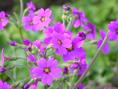 primula_polyneura.JPG