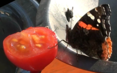 Schmetterling_2011-10-31.jpg