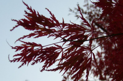 Japanahorn_800x800_80KB.jpg