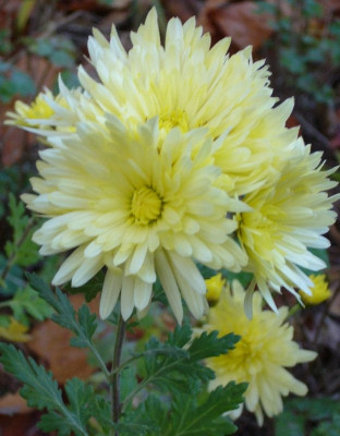 Chrysantheme_gelb_800x800_80KB.jpg
