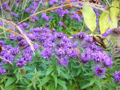 Astern_violett_800x800_80KB.jpg