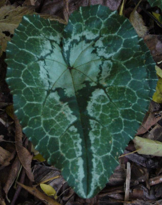 Cycl._hederifolium_Perlenteppich_800x800_80KB.jpg
