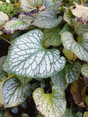 Brunnera_800x800_80KB.jpg