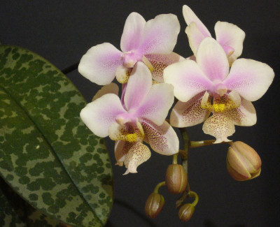 Phalaenopsis_Wiganiae_2_800x800_80KB.jpg