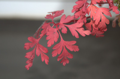 _DSC6581_web.jpg