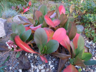 Mini_Bergenia.JPG