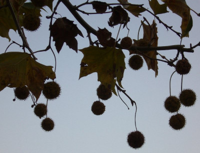 Platane_Fruchte_800x800_80KB.jpg