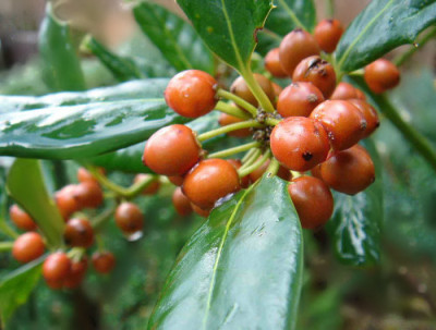 Ilex_aquifolium_Nelly_Stevens_ue.jpg