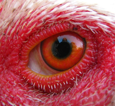 auge_alfred.jpg