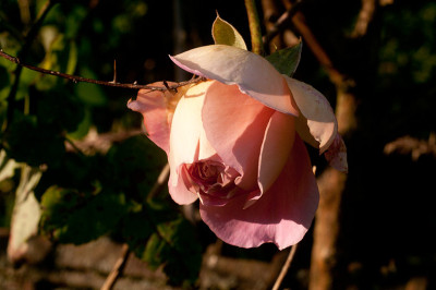 1_DSC4762.jpg
