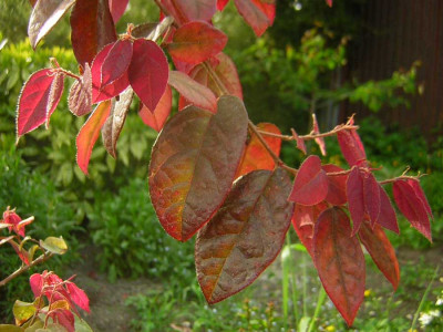 77Loropetalum_chinense01.jpg