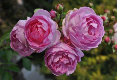 Jasmina_0011__12231.jpg