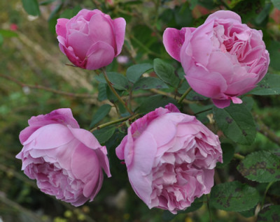 Mary_Rose_0011__12164.jpg