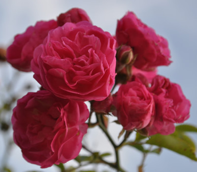 Super_Dorothy_0011_12198.jpg
