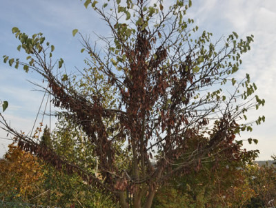 Judasbaum_0011__2158.jpg