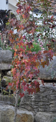 Amberbaum_0011__2243.jpg