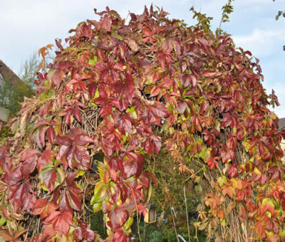 Wilder_Wein_0011__2244.jpg
