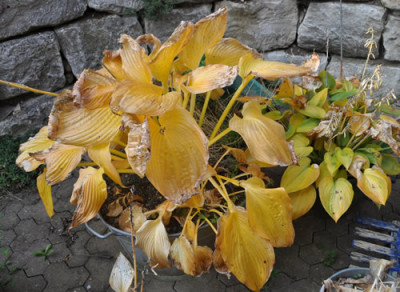 Hosta_0011__2147.jpg