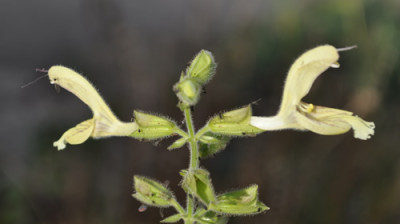 Salbei_0011__2141.jpg