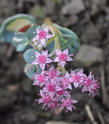 Sedum_0011__2146.jpg