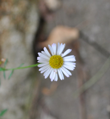 Erigeron_0011__2150.jpg