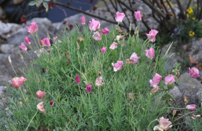 Scheinmohn_0011__2250.jpg