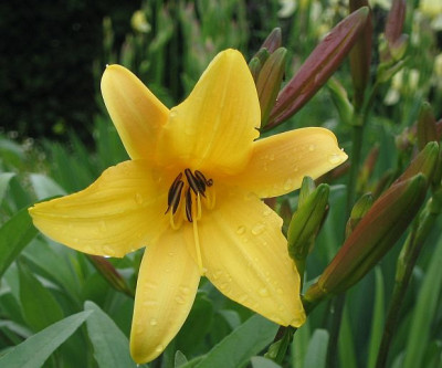 Hemerocallis_citrina.jpg