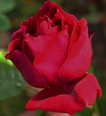 Liberty-01.11.11GP.jpg
