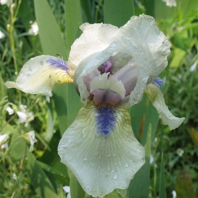 Iris_barbata_media_turmwater.jpg