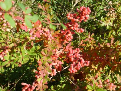Berberis_wilsoniae_P10300051.jpg