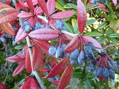 Berberis_julianae_P10300031.jpg