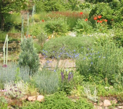 Papaver.jpg