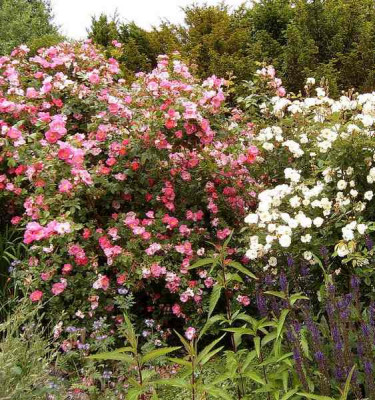 Rosa_rubiginosa_Magnifica.JPG