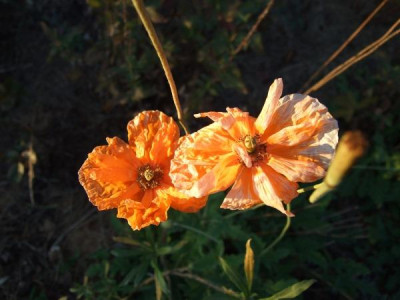 DSCF4768.jpg