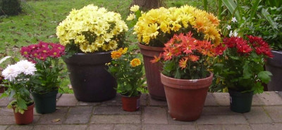 Chrysanthemen-Ausbeute_small.jpg