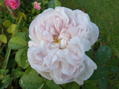 GEDC3081Marie_de_St.Jean_-_Kopie.JPG