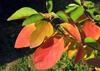 sassafras_herbst.jpg