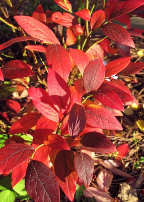 Vaccinium_corymbosum_herbst.jpg