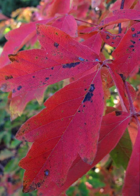 acer_griseum_herbstlaub.jpg