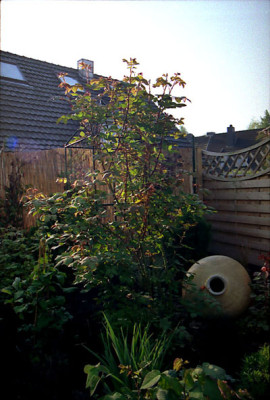 01.05.05-Elfe_klein.jpg