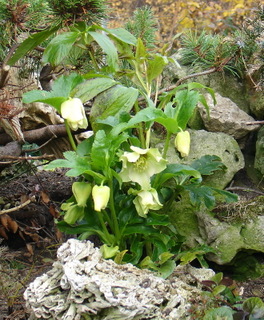 DSC04519a.JPG