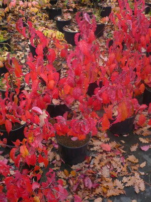 Stachyurus_Celina_021111.jpg