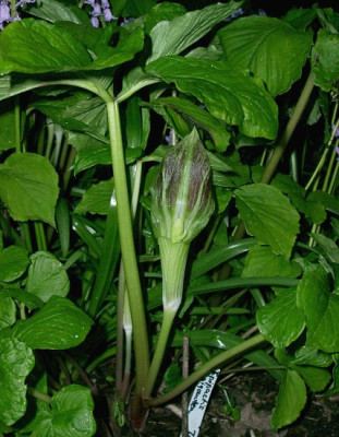 05170008_eArisaema_amurense_braun.JPG