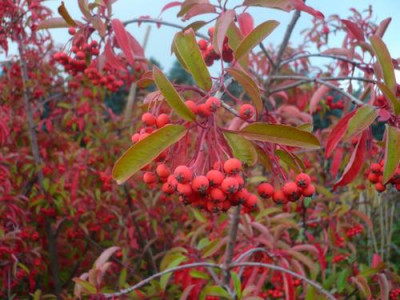 Stranvesia_davidiana_0211113.jpg