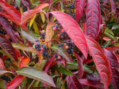 V._nudum_0211112.jpg