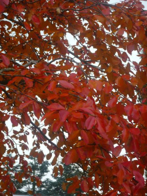 Nyssa_sylvatica_0211112.jpg