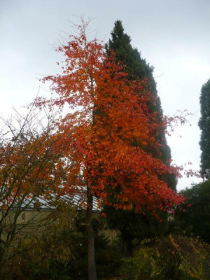 Nyssa_sylvatica_021111.jpg