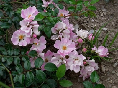 _Mundtrose_RIMG0471.JPG