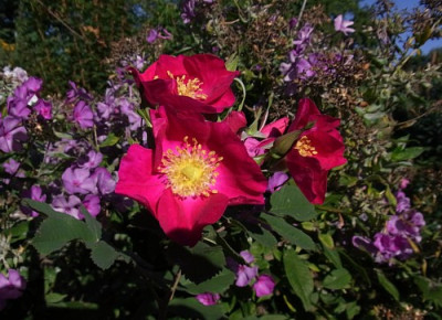 R._arkansana_RIMG1306.JPG